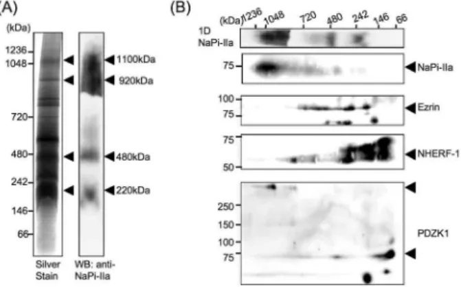 Figure 1. Analysis of protein complexes of NaPi - IIa with blue - native PAGE and 2D gel electrophoresis analysis with both blue  -native PAGE and SDS - PAGE