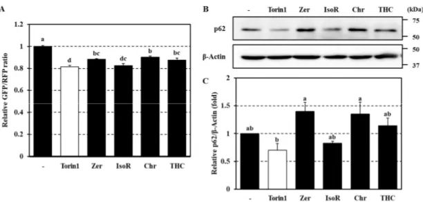 Figure 5. Effects of active phytochemicals on p62 protein expressions in Caco-2 cells