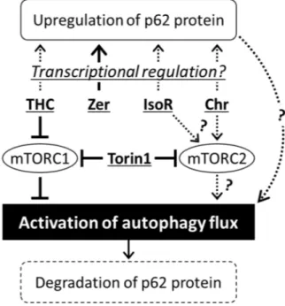 Figure 7. Possible molecular mechanisms underlying autophagy activation by phytochemicals