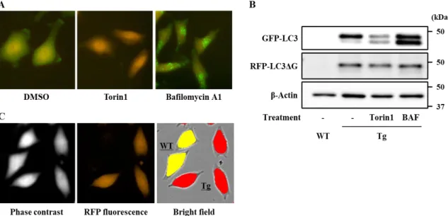 Figure 1.  Establishment of an assay system for detecting cellular autophagy flux. HeLa cells stably  expressing  green  fluorescent  protein  (GFP)-microtubule-associated  protein  light  chain  3  (LC3)-red  fluorescent protein (RFP)-LC3ΔG were treated w