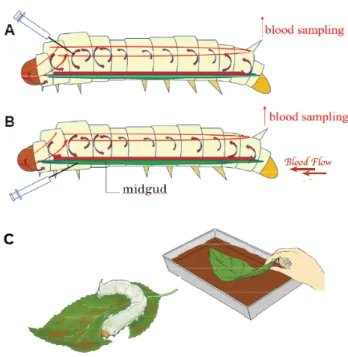 Figure 1 Various administration methods of silkworm model of hyperuricemia 