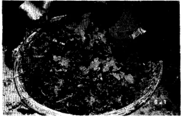 図 6 カジノキ ･茶園の断面図 写真 3 青刈飼料 とされるカジノキの菓