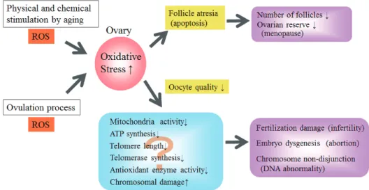 Fig. 4. Diagram demonstrating possible mechanisms of age-related ovary and oocyte injury.