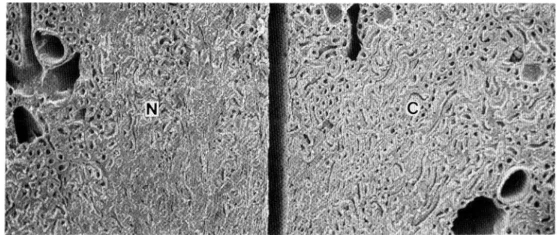 Fig.  1. A  scanning  electron  micrograph  of  a  razor  blade-cut  surface  of  a  rat  kidney  block  fixed  with  glutaraldehyde,  treated  with  tannic  acid,  osmic  acid,  lysine  and  osmic  acid,  and  partially  coated  with  gold