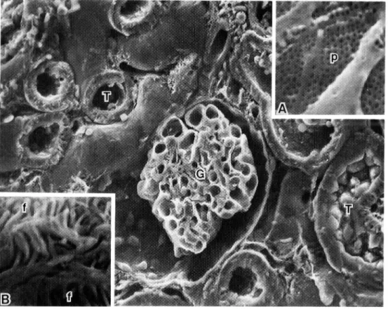 Fig.  2. A  scanning  electron  micrograph  of  a  rat  kidney  block  fixed  i~:i  glutaraldehyde,  treated  with  lysine  and  osmic  acid,  and  freeze-cracked  in  liquid  nitrogen