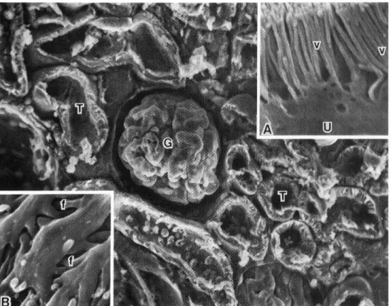 Fig.  3. A  scanning  electron  micrograph  of  a  razor  blade-cut  surface  of  a  rat  kidney  block  fixed  with  glutaraldehyde,  and  treated  with  tannic  acid,  osmic  acid,  lysine  and  osmic  acid
