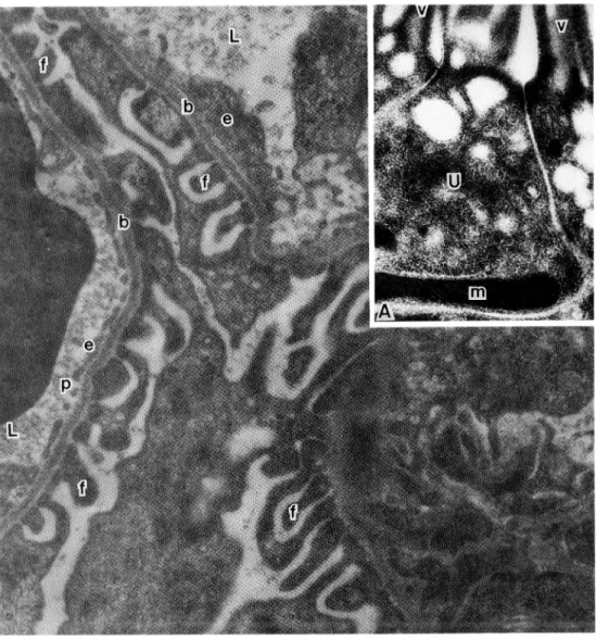 Fig.  5. A  transmission  electron  micrograph  of  a  rat  kidney  glomerulus  fixed  with  glutar- glutar-aldehyde  and  treated  with  lysine  and  osmic  acid