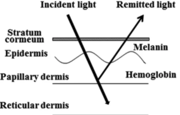 Fig. 1.  Schematic representation of the skin layers and  their optical properties