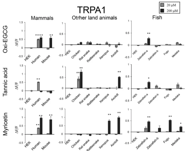Fig. 2 　 The sensitivity diversity of TRPA1s to three polyphenols. Effects of three polyphenols (oxidized EGCG (oxi-EGCG),  tannic acid and myricetin, 20 μM or 200 μM) on [Ca 2+ ] i  in HEK293T cells expressing TRPA1 from various animals were  ex-amined