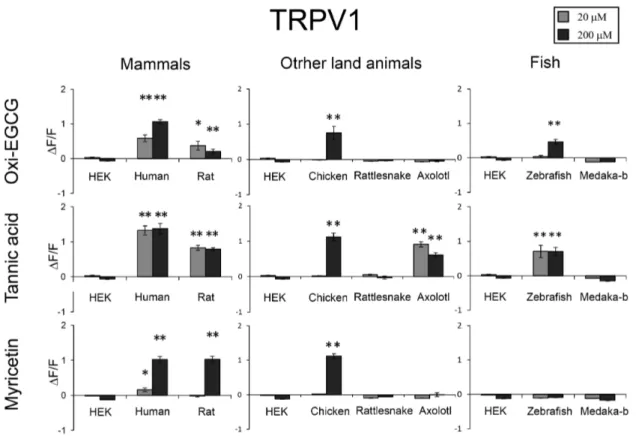 Fig. 3　The sensitivity diversity of TRPV1s to three polyphenols. Effects of three polyphenols (oxidized EGCG(oxiEGCG),  tannic acid and myricetin, 20 μM or 200 μM) on [Ca 2+ ] i  in HEK293T cells expressing TRPV1 from various animals were  ex-amined