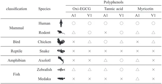 Table 1  　Summary of polyphenol-sensitivity of TRPA1 and TRPV1 of various animals classification Species