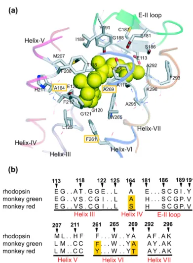 Figure 1 (a) X-ray crystal structure of the chromophore-binding site of bovine rhodopsin (1U19 [4])