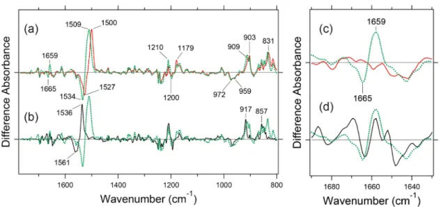 Figure 2 shows light-induced difference FTIR spectra  measured at 77 K in D 2 O. Formation of the batho  inter-mediate is clear from the down-shifted ethylenic C=C  stretches of the retinal chromophore at 1,561 (–)/1,536 (+),  1,534 (–)/1,509 (+), and 1,52