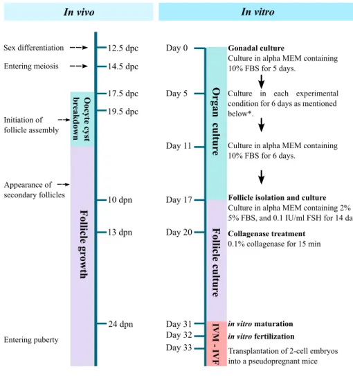 FIGURE 1. Timeline for PGC culture. Our culture system for PGCs is consisted of a gonadal culture and a follicle culture, and takes a month to obtain matured oocytes from 12.5-dpc embryonic gonads
