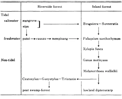 図 4 マ ングローブか ら淡水湿地林,泥炭湿地林 ,低地 フタ バガキ林‑の推移 [ Co r ne r 1 9 7 8 ] 地 林 ‑ の移 行 系 列 にあ る もの と結 論 づ け られ る ｡ 以 上 の よ うな 3 地 区 と Sedi l i川 の 湿 地 林 を あ わせ て 考 え, さ らに泥 炭 湿 地 林 のデ ー タ も入 れ て , Cor ner は, 淡 水 湿 地 林 の位 置 づ けを 図 4にみ られ る よ うに模 式 化 した ｡ 3) マ レー半 島 の湿 地