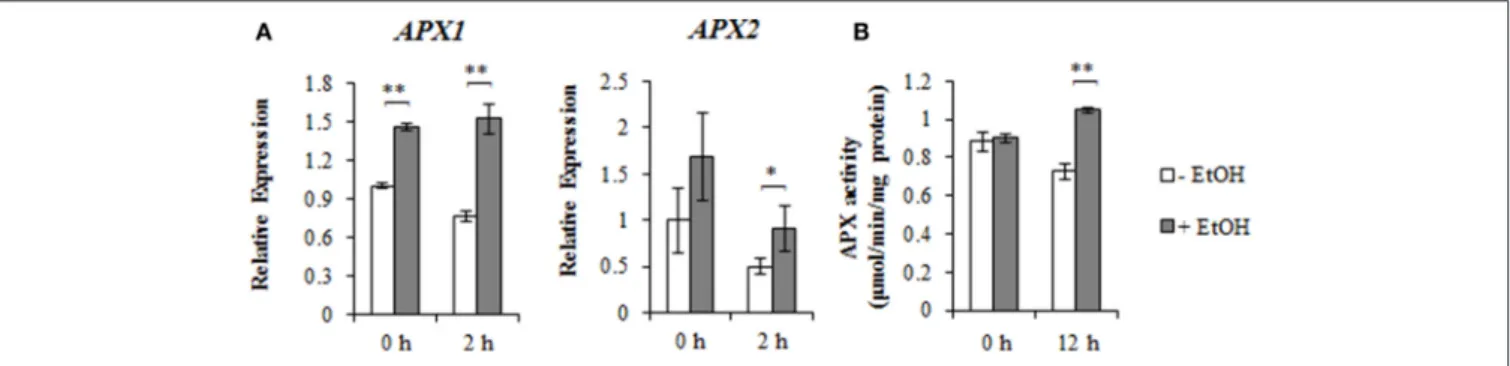 FIGURE 3 | AtAPX1 and AtAPX2 expression and APX activity under salinity stress condition in the presence or absence of ethanol