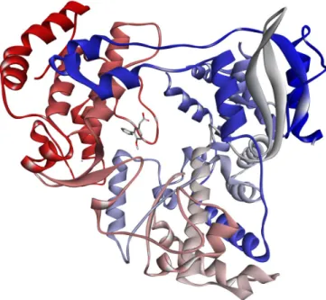 Figure 1. 3D representation of the crystal structure of dengue serotype 3 RNA-dependent  RNA polymerase bound to JF-31-MG46 (PDB ID: 5F3T) [19] 