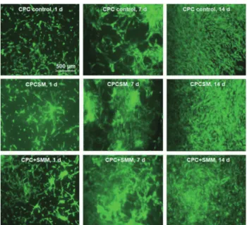 Fig. 4  Live/dead staining images of hiPSC-MSCs seeded  on CPC control, CPCSM and CPC+SMM, for 1, 7,  and 14 days.