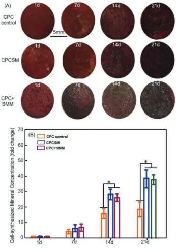 Fig. 8  Bone matrix mineral synthesis by hiPSC-MSCs.