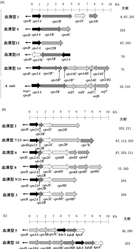 図 2 ．Appの各血清型の莢膜多糖合成遺伝子の遺伝子構造． （Ａ）Appの各血清型（グループⅠ）の莢膜多糖合成遺伝子の遺伝子構造． （Ｂ）Appの各血清型（グループⅡ）の莢膜多糖合成遺伝子の遺伝子構造． （Ｃ）Appの各血清型（グループⅢ）の莢膜多糖合成遺伝子の遺伝子構造． cpxD，全てのApp血清型で保存されている莢膜多糖の合成に関与する  4 つのcpx遺伝子のうちの一遺伝子．