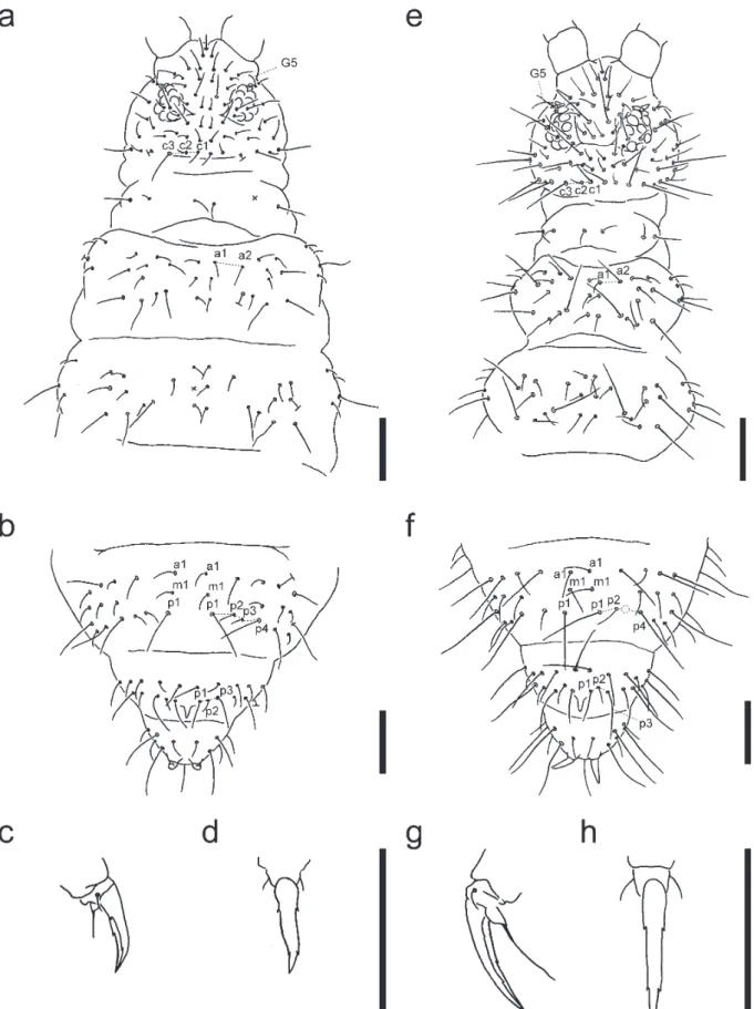 Fig. 1. Ceratophysella liguladorsi from Ishigaki Island (a–d) and Ceratophysella mediolobata sp