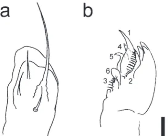 Fig. 2. Ceratophysella mediolobata sp. nov. Maxillary outer lobe (a) and maxillary head (b)