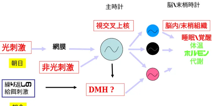 Figure 1. Clocks and diseaseInappropriate or dampened circadian rhythms in behaviour and physiology can  result from clock gene polymorphisms, de-synchronisation of our environment and behaviour from our natural  endogenous clocks, as well as during aging