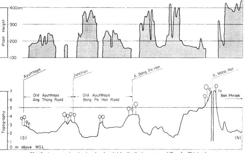 Fig. 3 A cross-section showing the plant height distribution pattern of Type 1. This is taken along the old Ayutthaya-Amphoe Maha Rat road.