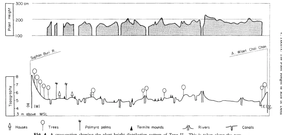 Fig. 4 A cross-section showing the plant height distribution pattern highway linking Suphan Buri and Ang Thong.