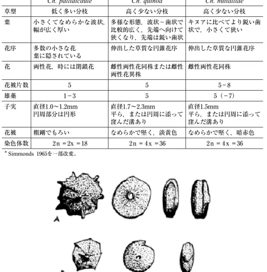 表 1 　アカザ科雑穀の特徴 ＊ カニワ