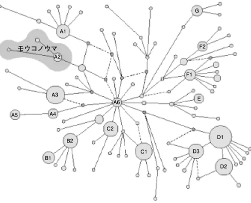 図 6 　ミトコンドリア DNA 塩基配列（非コード領域の247塩基）の違いから推定されたウマと野生種モウコ ノウマ（復元種）の分子系統関係（Jansenet al.　2002を改変）。ウマでは明瞭に地域特異性のある遺 伝子タイプが認められない。A1A2モウコノウマA3A5A4 A6B2B1 F1 E D1D3 D2C1F2GC2【ヒツジ】（図 7 ）　Hiendleder et al