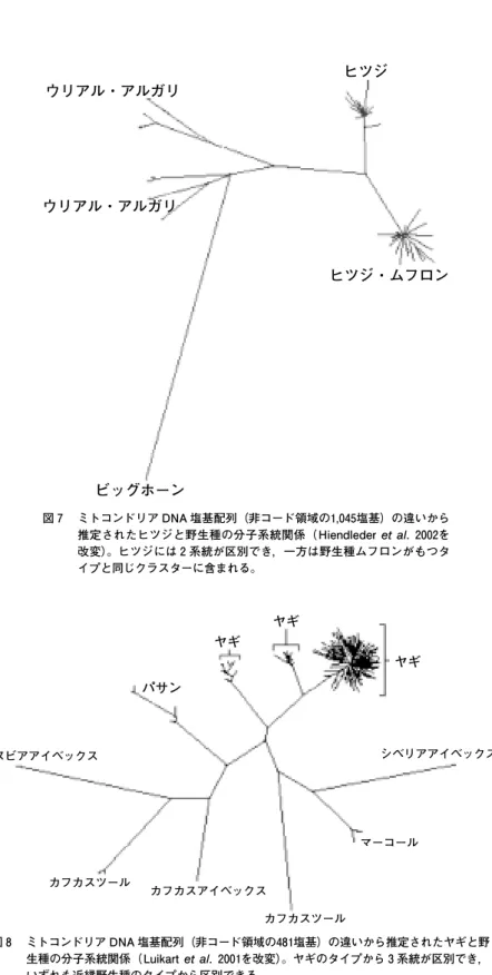 図 7 　ミトコンドリア DNA 塩基配列（非コード領域の1,045塩基）の違いから 推定されたヒツジと野生種の分子系統関係（Hiendlederet al.　2002を 改変）。ヒツジには 2 系統が区別でき，一方は野生種ムフロンがもつタ イプと同じクラスターに含まれる。ウリアル・アルガリウリアル・アルガリ ヒツジ ヒツジ・ムフロンビッグホーン 図 8 　ミトコンドリア DNA 塩基配列（非コード領域の481塩基）の違いから推定されたヤギと野 生種の分子系統関係（Luikartet al.　2001を改変