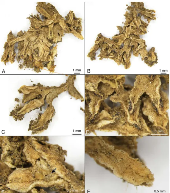 Figure 2.  Riccia wichurae  Steph. A–B:  Habit.  C:  Single  shoot.  D–F: Apical  parts  of  thallus