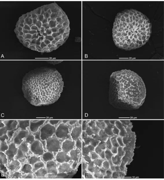 Figure 4.  SEM images of spores of Riccia wichurae Steph. A–B: Distal view. C–D: Proximal view