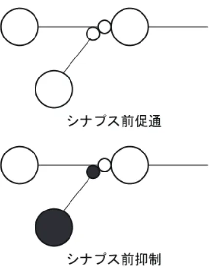 図 2.4.4: シナプス前促通とシナプス前抑制の結合様式