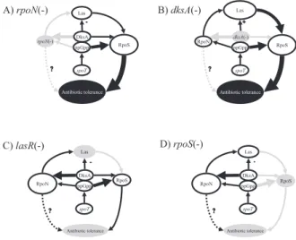 Fig.  1   Working model for antibiotic tolerance through  RpoS-RpoN competition