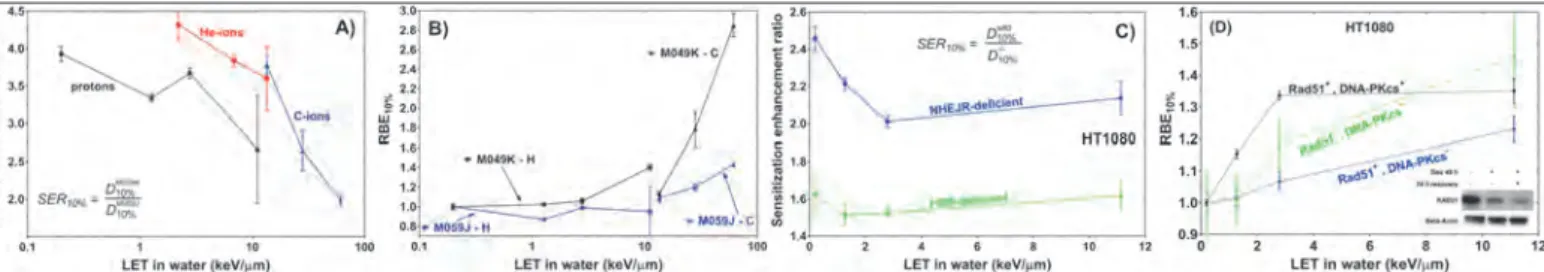 Fig. 1. Sensitization enhancement ratio (defined in the text) for: A) M059K,J isogenic cells exposed to 6 MV x-rays, protons and 61.4 keV/µm C- C-ions; and C) HT1080 cells exposed to 6 MV and x-rays and protons