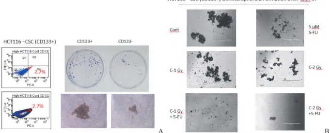 Figure 2. A. Colony and spheroid formation of CSCs (CD133+) and non-CSC (CD133-) cells sorted from HCT116