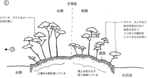 図 4-7　樹木の生育が悪いエリアの断面図［2001 年 8 月の調査結果から，吉田作成］