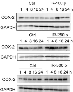 Fig1  :  Time  course  of  COX-2  protein expression 