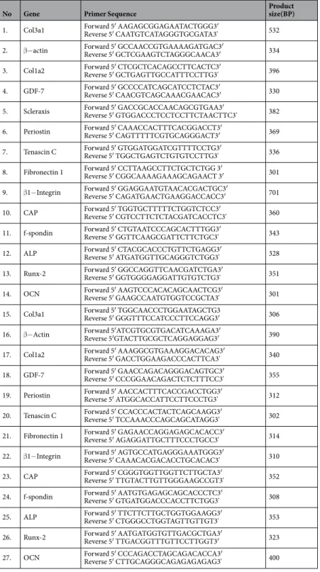 Table 1.  Primers used for semi-quantitative PCR for the identification of cells. (Primer No