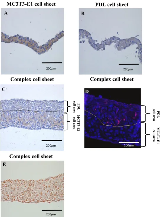 Figure 3.  Immunohistochemical staining, species specific FISH probe staining and alizarin red staining of  complex cell sheet