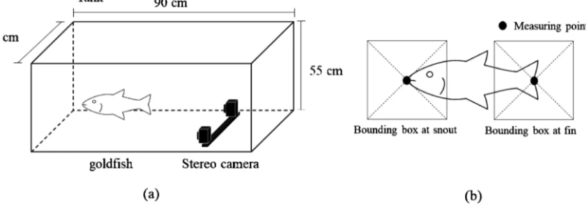 Fig. 2 Fish-body size measurement. (a) The stereo camera was installed in the tank, and the released goldˆsh were recorded.
