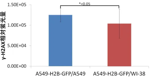 図 4.マイクロビーム装置 SPICE を用いて、共培養を行ったドナー細胞 A549-H2B-GFP およびレシピエント