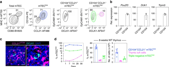 Fig. 1 The adult mTEC low compartment is phenotypically diverse. a EpCAM1 + Ly51 − UEA1 + total mTECs from digested adult C57/BL6 (WT) thymus were subdivided into mTEC low and mTEC hi on the basis of MHCII and CD80 expression