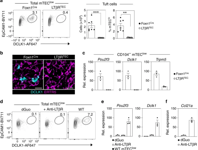 Fig. 2 LT β R regulates thymic tuft cell development. a Intracellular staining of mTEC low from control Foxn1 Cre and LT β R TEC mice for expression of the tuft cell marker DCLK1