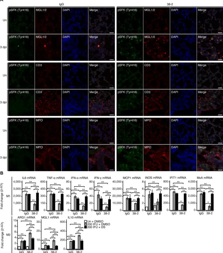 Fig 5. 38–2 mAb activates SFK in M2 macrophage in IAV-infected lungs. (A) Double immunofluorescent staining for phosphorylated SFK (Tyr416) together with MGL1/2, CD3, and MPO in the lungs from control IgG- and 38–2 mAb-treated mice uninfected and at 3 dpi 