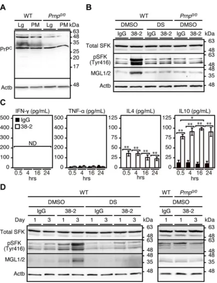 Fig 6. 38–2 mAb induces M2 polarization through activation of SFK in peritoneal macrophages