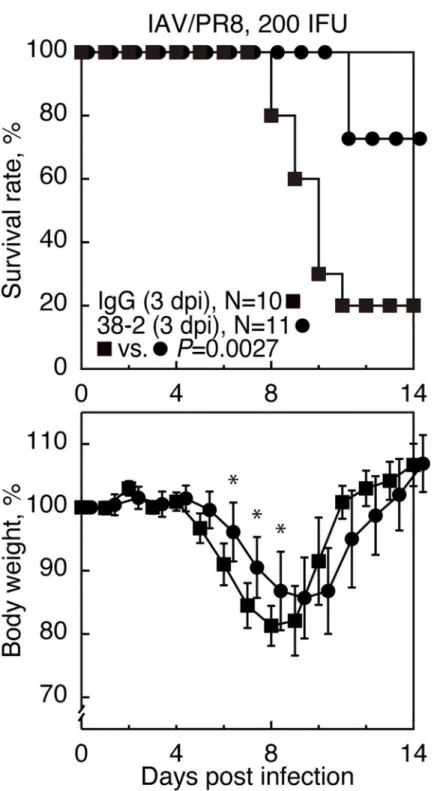 Fig 7. Therapeutic effects of 38–2 mAb against IAV infection. The survival rate (%, upper panel) and body weight loss (%, lower panel) of WT mice intraperitoneally administered with 38–2 mAb 3 days after intranasal infection with 200 IFU of IAV/PR8