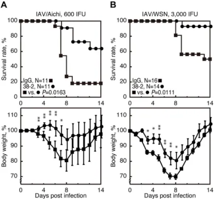 Fig 8. Protective activity of 38–2 mAb against other IAV strains. The survival rate (%, upper panels) and body weight loss (%, lower panels) of WT mice intraperitoneally administered with control IgG and 38–2 mAb 1 day before intranasal infection with 600 